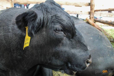 Правила субсидирования племенного животноводства изменились: что нужно знать павлодарским фермерам