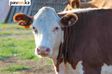 В Павлодарской области нет скота больного ящуром: ветслужба сделала заявление из-за ситуации в соседней Новосибирской области